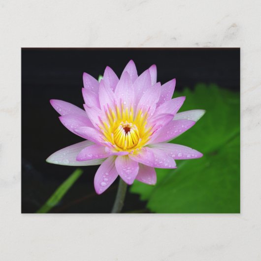 Lotus Flower Briefkaart (Voorkant)