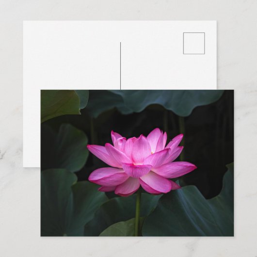 Lotus Flower Briefkaart (Voorkant / Achterkant)