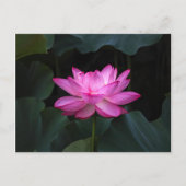 Lotus Flower Briefkaart (Voorkant)