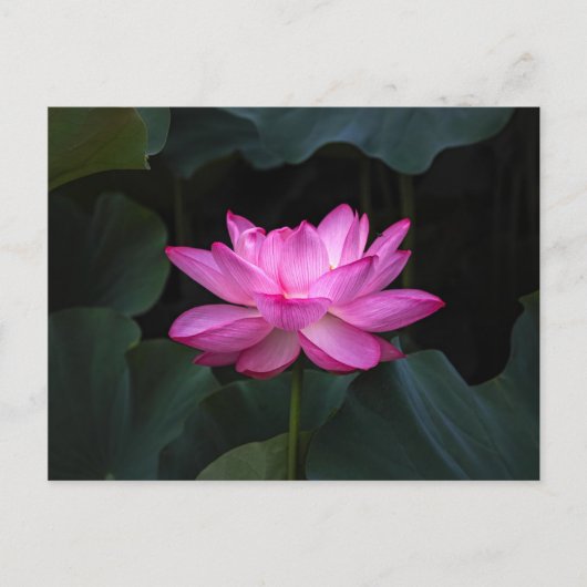 Lotus Flower Briefkaart (Voorkant)
