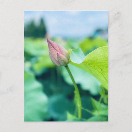 Lotus Flower Briefkaart (Voorkant)