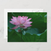 Lotus flower briefkaart (Voorkant / Achterkant)