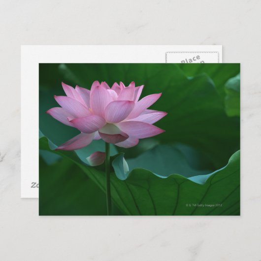 Lotus flower briefkaart (Voorkant / Achterkant)