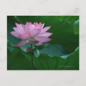 Lotus flower briefkaart (Voorkant)