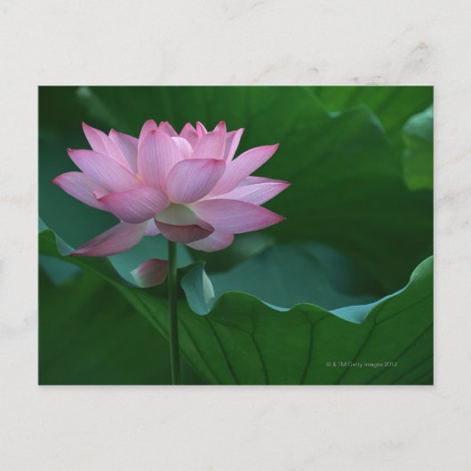 Lotus flower briefkaart (Voorkant)