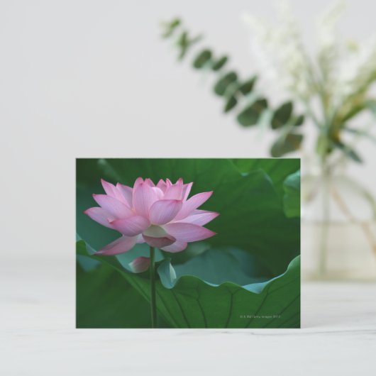 Lotus flower briefkaart (Staand voorkant)