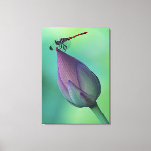 Lotus flower bud and a dragonfly canvas afdruk