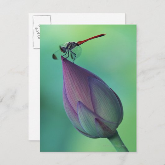 Lotus flower bud en libellen briefkaart (Voorkant / Achterkant)