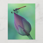 Lotus flower bud en libellen briefkaart (Voorkant)