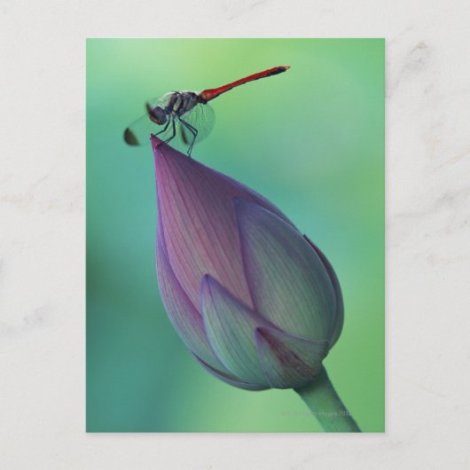 Lotus flower bud en libellen briefkaart (Voorkant)
