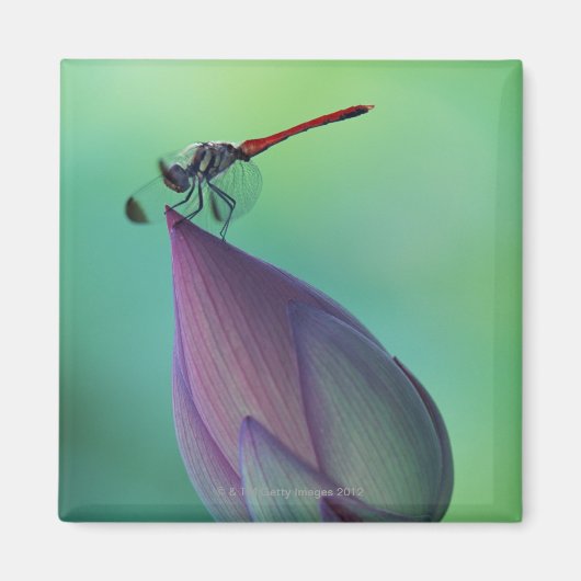 Lotus flower bud en libellen magneet (Voorkant)