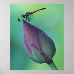 Lotus flower bud en libellen poster