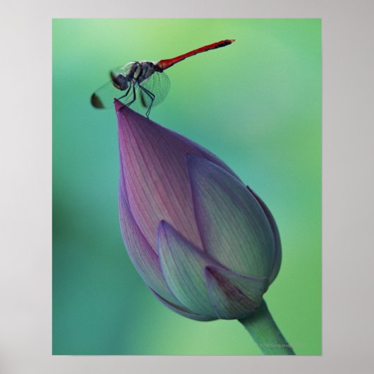 Lotus flower bud en libellen poster (Voorkant)