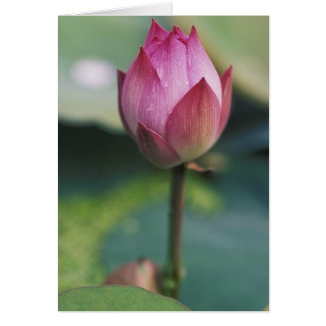 Lotus flower bud, Hangzhou, provincie Zhejiang,