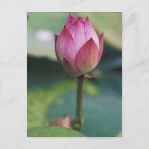 Lotus flower bud, Hangzhou, provincie Zhejiang, Briefkaart