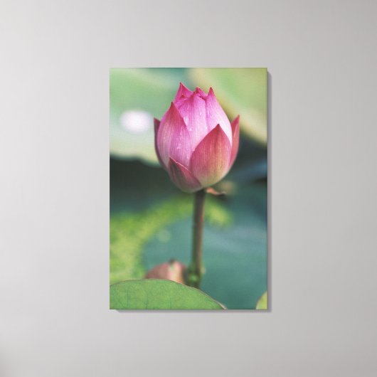 Lotus flower bud, Hangzhou, provincie Zhejiang, Canvas Afdruk (Voorkant)