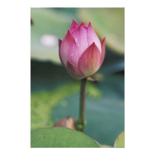 Lotus flower bud, Hangzhou, provincie Zhejiang, Foto Afdruk
