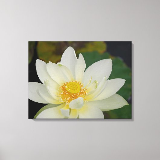 Lotus flower canvas afdruk (Voorkant)