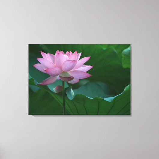 Lotus flower canvas afdruk (Voorkant)