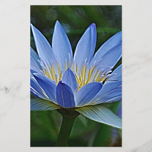 Lotus flower en betekenis (Voorkant)