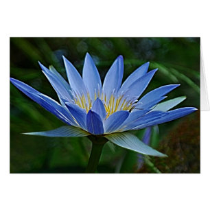 Lotus flower en betekenis