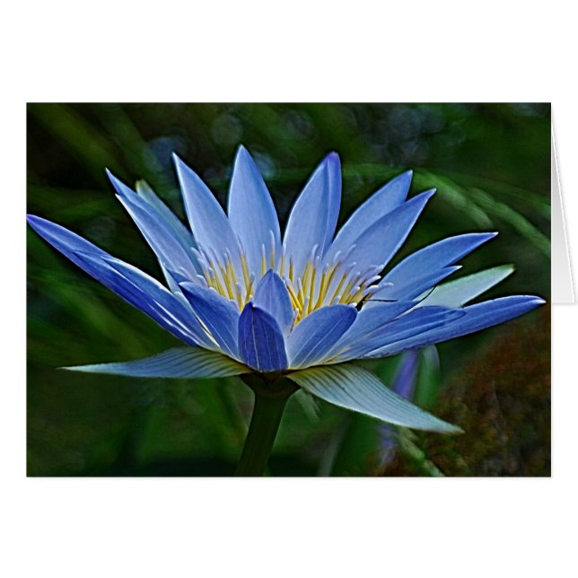 Lotus flower en betekenis (Voorkant Horizontaal)