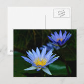 Lotus flower en betekenis briefkaart (Voorkant / Achterkant)