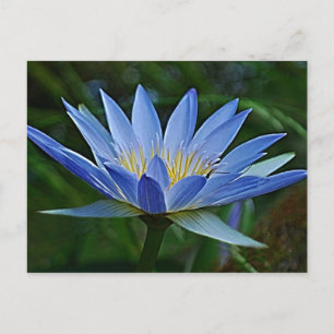 Lotus flower en betekenis briefkaart