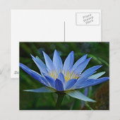 Lotus flower en betekenis briefkaart (Voorkant / Achterkant)