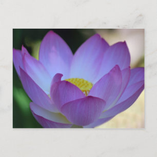 Lotus flower en betekenis ervan briefkaart