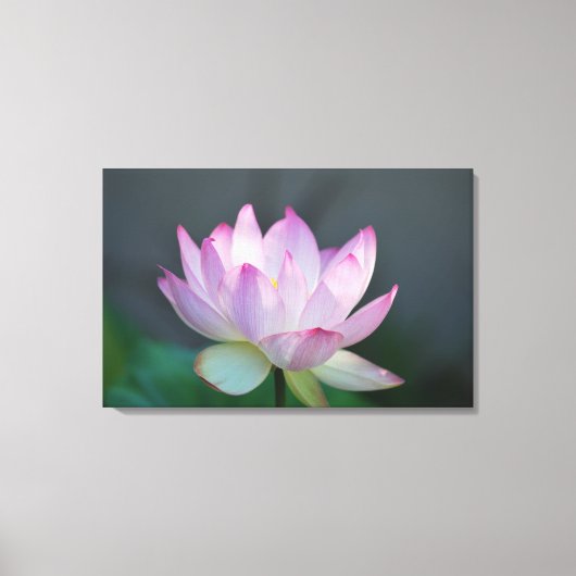 Lotus flower en betekenis ervan canvas afdruk (Voorkant)
