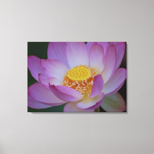 Lotus flower en betekenis ervan canvas afdruk (Voorkant)