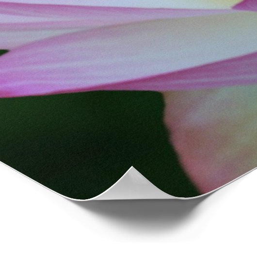 Lotus flower en betekenis ervan poster (Hoek)