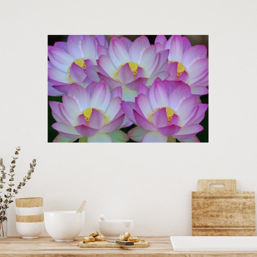Lotus flower en betekenis ervan poster (Keuken)