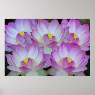 Lotus flower en betekenis ervan poster