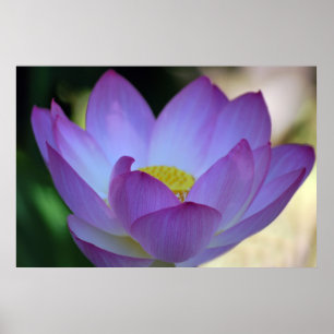 Lotus flower en betekenis ervan poster
