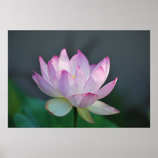 Lotus flower en betekenis ervan poster (Voorkant)