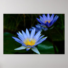 Lotus flower en betekenis poster
