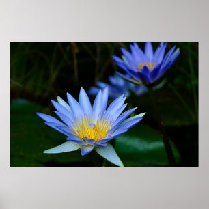 Lotus flower en betekenis poster
