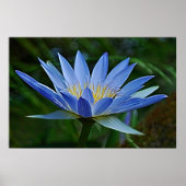 Lotus flower en betekenis poster (Voorkant)