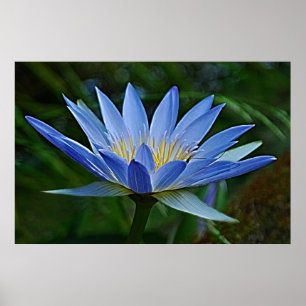 Lotus flower en betekenis poster