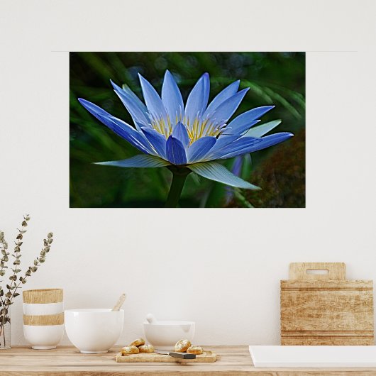 Lotus flower en betekenis poster (Keuken)