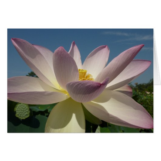 Lotus Flower en Blue Sky I (Voorkant Horizontaal)