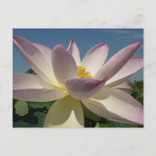 Lotus Flower en Blue Sky I Briefkaart