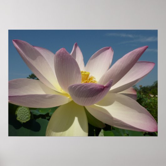 Lotus Flower en Blue Sky I Poster (Voorkant)