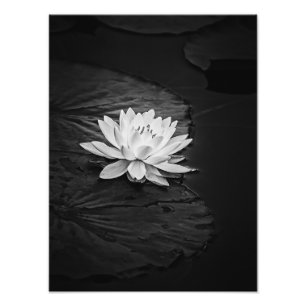 Lotus Flower en Lily Pad Black en White Foto Afdruk
