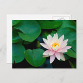 Lotus Flower en Lily Pads Briefkaart (Voorkant / Achterkant)