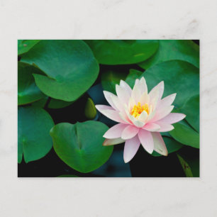 Lotus Flower en Lily Pads Briefkaart