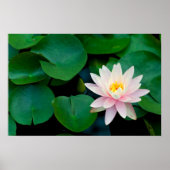 Lotus Flower en Lily Pads Poster (Voorkant)