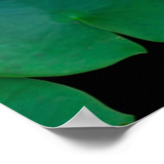 Lotus Flower en Lily Pads Poster (Hoek)